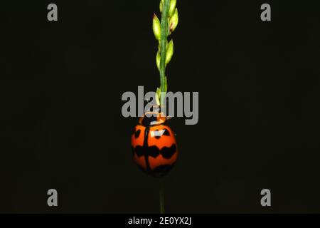 A ladybug crawling on stem of grass Stock Photo