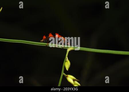 A ladybug crawling on stem of grass Stock Photo