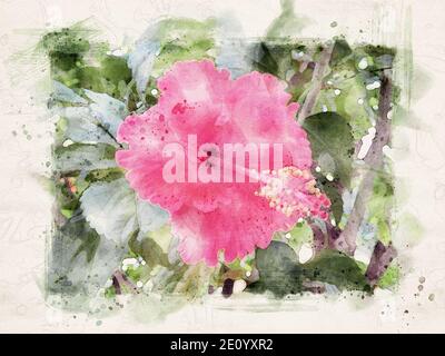 illustration of a beautiful pink hibiscus flower and isolated white ...