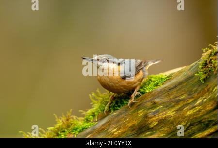 Nuthatch, Scientific name: Sitta Europaea, in natural woodland habitat, perched on moss covered log, alert and facing left.  Clean background.  Close Stock Photo