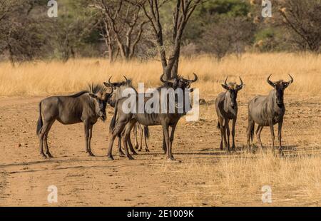 Wildebeests standing a small group in the savannah, Namibia Stock Photo