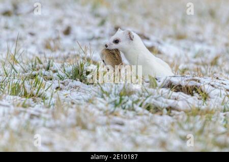 Stoat (Mustela erminea), in winter fur on a snow-covered meadow with field mouse (Microtus arvalis) in the catch, Swabian Alb biosphere reserve, Baden Stock Photo