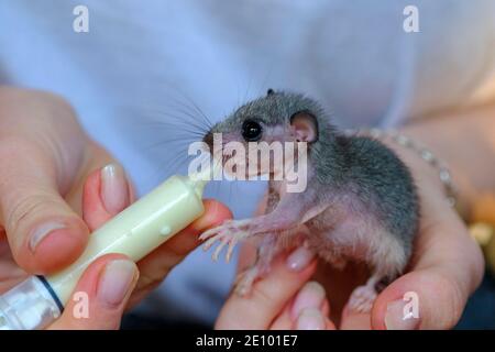 Edible dormouse (Glis glis), young animal, hand-reared, Upper Bavaria, Bavaria, Germany, Europe Stock Photo