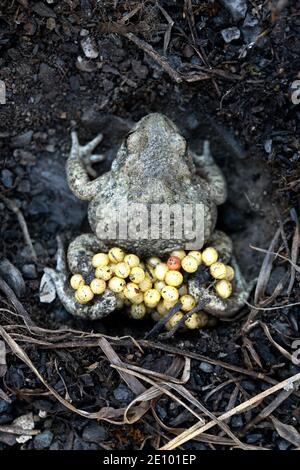 Common midwife toad (Alytes obstetricans), male with pale spawn, North Rhine-Westphalia, Germany, Europe Stock Photo