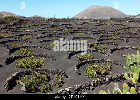 Typical vineyard on black lava soil, Lanzarote, Canary Islands, Spain, Europe Stock Photo