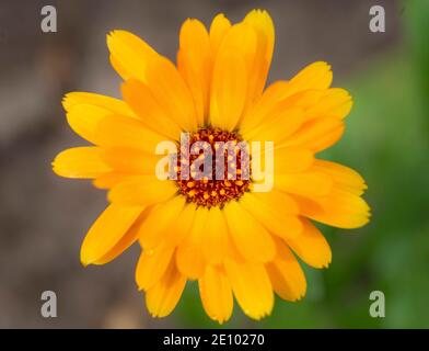 Yellow flower, calendula (Calendula officinalis), Germany, Europe Stock Photo