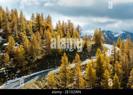 Autumn coloured larches, Nockalm Road, Nockberge, Biosphere Park Nockalm, Carinthia, Austria, Europe Stock Photo