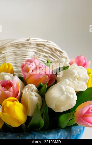 Spring pink, yellow and white tulips Stock Photo