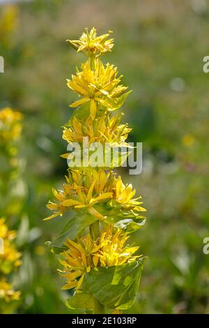 Great yellow gentian (Gentiana lutea), Vosges, France, Europe Stock Photo