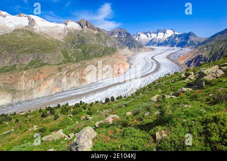 Wannenhörner and Aletsch glacier with alpine roses, Valais, Switzerland, Europe Stock Photo