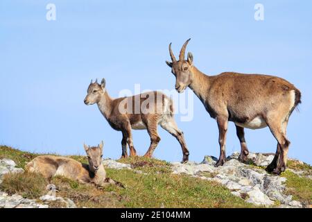 Capricorn (Capra ibex), Ibex, Switzerland, Europe Stock Photo