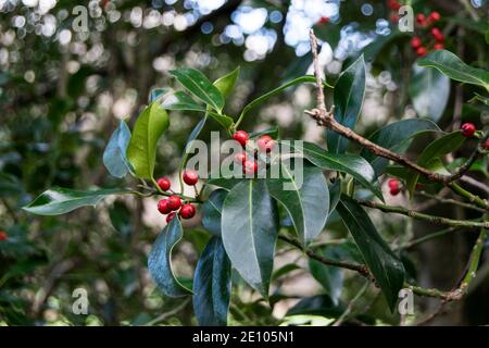 Wild red berries on holly bush Stock Photo