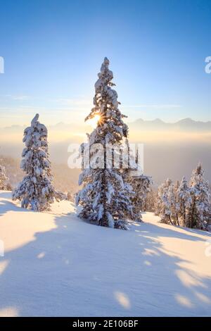 Mountain pine, Bernese Alps, Switzerland, Europe Stock Photo