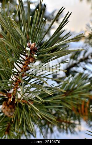 Close up of a pine Tree Branch covered with Snow during Winter in Transylvania. Stock Photo