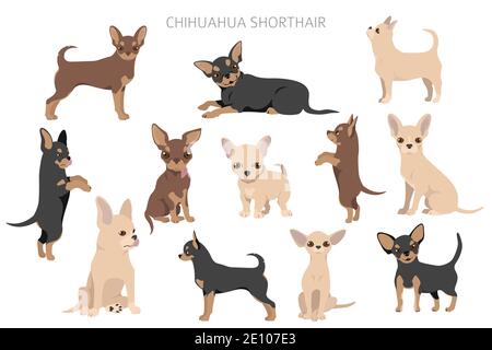 Chihuahua dogs  in different poses. Adult and puppy set.  Vector illustration Stock Vector