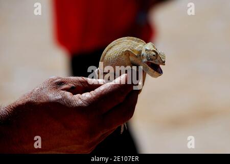 chameleon sits on a hand of the old man on vacation Stock Photo