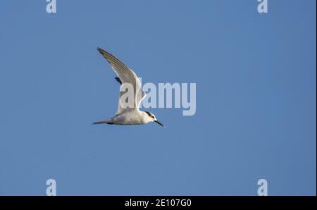 Sandwich tern, Thalasseus sandvicensis, in flight, Andalusia, Spain. Stock Photo