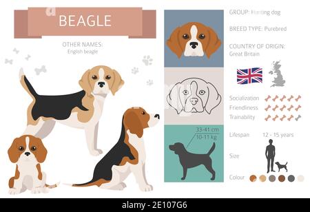Beagle Reference Beagle infographic. Different poses, Beagle puppy. Vector illustration ...