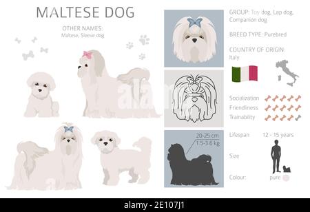 Maltese dog isolated on white. Characteristic, color varieties, temperament info. Dogs infographic collection. Vector illustration Stock Vector