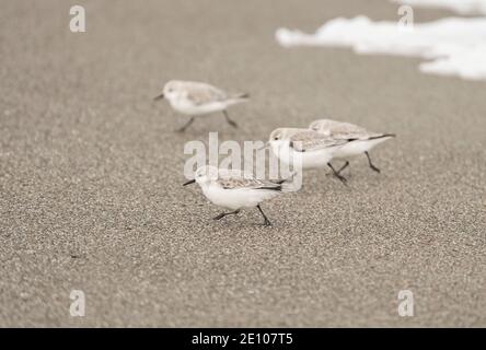 Group of Sanderlings running at edge of the surf in winter plumage on a beach in Andalucia, Spain. Stock Photo