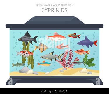 Cyprinids. Freshwater aquarium fish icon set flat style isolated on white.  Vector illustration Stock Vector