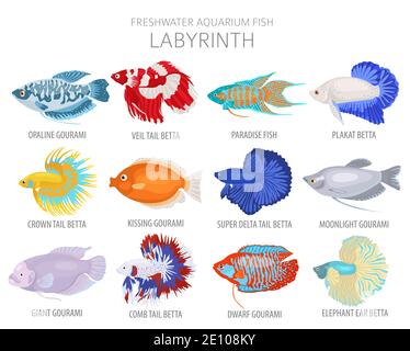 Labyrinth fish. Freshwater aquarium fish icon set flat style isolated on white.  Vector illustration Stock Vector