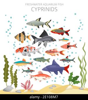 Cyprinids. Freshwater aquarium fish icon set flat style isolated on white.  Vector illustration Stock Vector