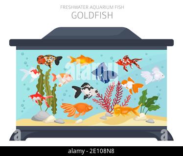 Goldfish. Freshwater aquarium fish icon set flat style isolated on white.  Vector illustration Stock Vector