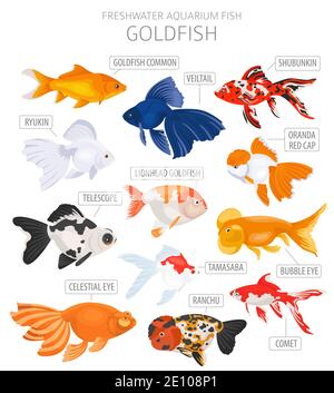Goldfish. Freshwater aquarium fish icon set flat style isolated on white.  Vector illustration Stock Vector