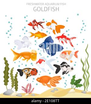 Goldfish. Freshwater aquarium fish icon set flat style isolated on white.  Vector illustration Stock Vector