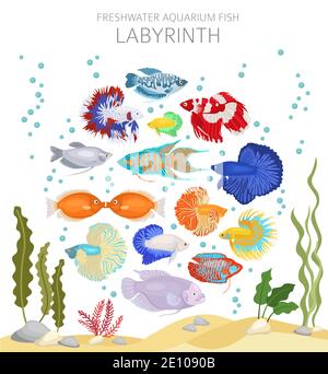 Labyrinth fish. Freshwater aquarium fish icon set flat style isolated on white.  Vector illustration Stock Vector