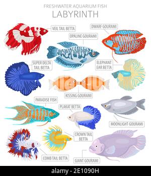 Labyrinth fish. Freshwater aquarium fish icon set flat style isolated on white.  Vector illustration Stock Vector