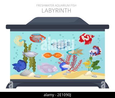 Labyrinth fish. Freshwater aquarium fish icon set flat style isolated on white.  Vector illustration Stock Vector