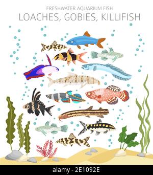 Loaches, gobies, killfish. Freshwater aquarium fish icon set flat style isolated on white.  Vector illustration Stock Vector