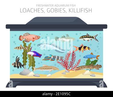 Loaches, gobies, killfish. Freshwater aquarium fish icon set flat style isolated on white.  Vector illustration Stock Vector