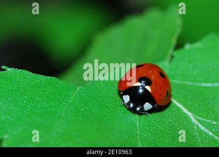 little ladybug crawling on green leaf in the sun Stock Photo