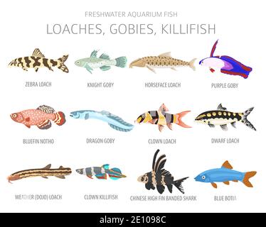 Loaches, gobies, killfish. Freshwater aquarium fish icon set flat style isolated on white.  Vector illustration Stock Vector