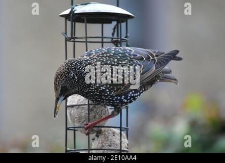 Starling on feeder eating fat balls in Winter. Stock Photo