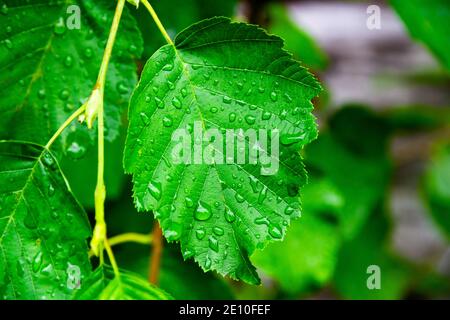 green young birch leaves close up with raindrops on a bright sunny day Stock Photo