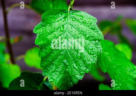 green young birch leaves close up with raindrops on a bright sunny day Stock Photo