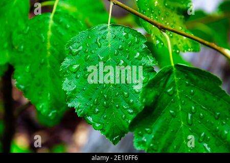 green young birch leaves close up with raindrops on a bright sunny day Stock Photo