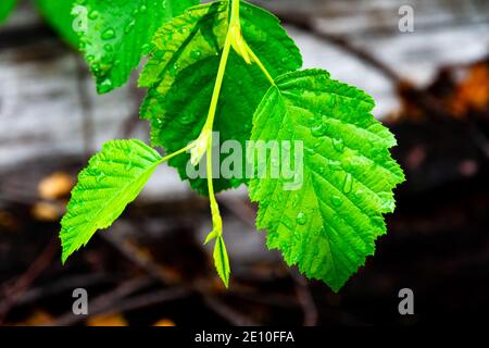 green young birch leaves close up with raindrops on a bright sunny day Stock Photo