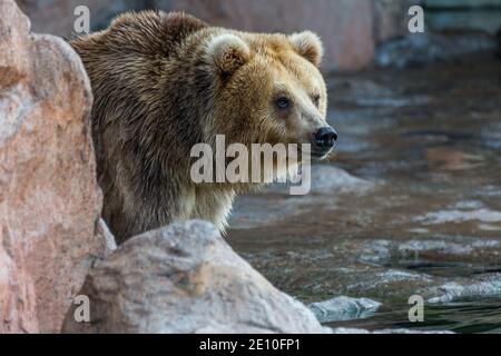 Brown bear sitting and waiting for food  on rocks Stock Photo
