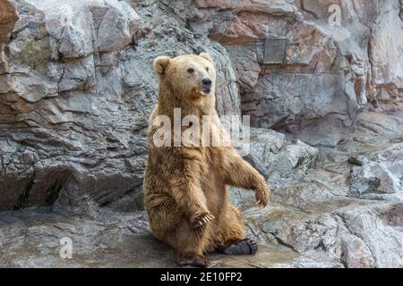 Brown bear sitting and waiting for food  on rocks Stock Photo
