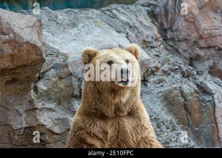 Brown bear sitting and waiting for food  on rocks Stock Photo