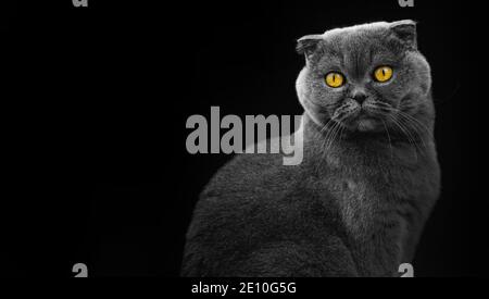 Wide banner with scottish fold, cat portrait in studio photo on a black isolated backgrounds, copy space Stock Photo