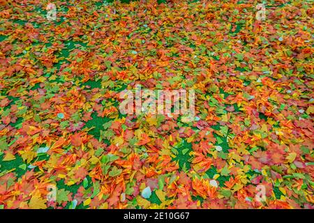 Artificial maple fall foliages background for autumn season Stock Photo