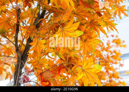 Colorful artificial maple fall foliages Stock Photo