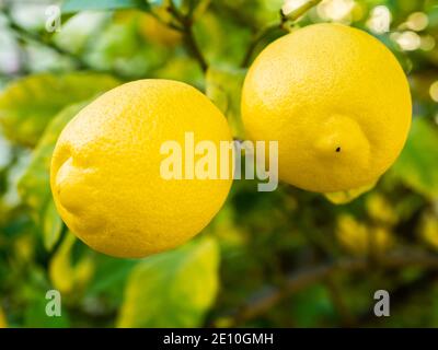 Ripe Lemons Hanging From A Tree Stock Photo