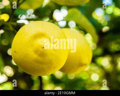 Ripe Lemons Hanging From A Tree Stock Photo